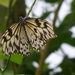 vlinder12