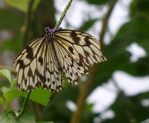 vlinder12