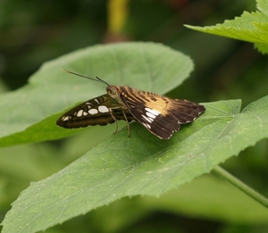 vlinder13