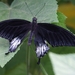 vlinder3