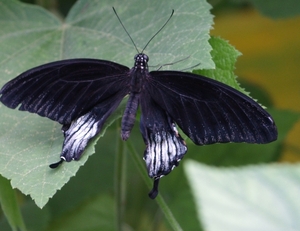 vlinder3