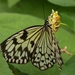 vlinder20