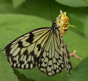 vlinder20