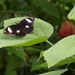 vlinder4