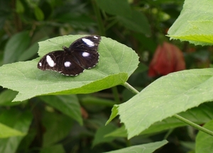vlinder4