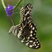 vlinder21