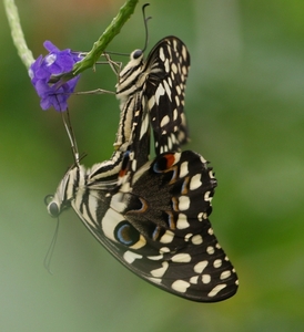 vlinder21