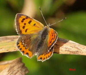 vlinder 11