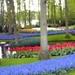keukenhof  27.04.2009 012