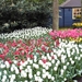 keukenhof  27.04.2009 016