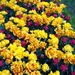 keukenhof  27.04.2009 031