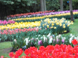 keukenhof  27.04.2009 040