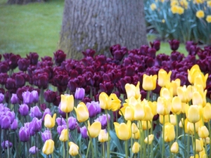 keukenhof  27.04.2009 039