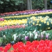 keukenhof  27.04.2009 040