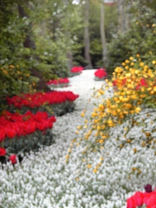 keukenhof  27.04.2009 041