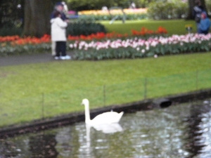 keukenhof  27.04.2009 046