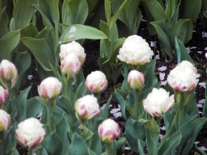 keukenhof  27.04.2009 052