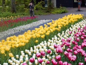 keukenhof  27.04.2009 053