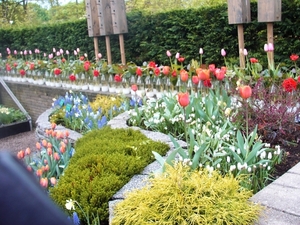 keukenhof  27.04.2009 054