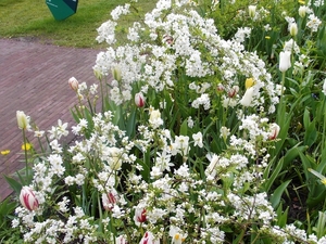 keukenhof  27.04.2009 056