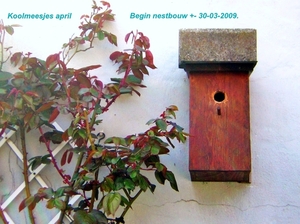 Koolmezen april-mei 2009