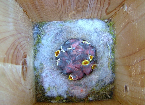 Koolmezen mei, 1ste-2009001