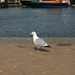 oost 10-5-2009 (54)