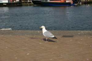 oost 10-5-2009 (54)
