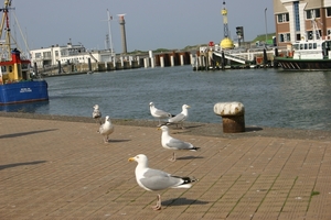 oost 10-5-2009 (55)