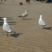 oost 10-5-2009 (57)
