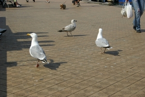 oost 10-5-2009 (57)