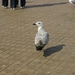 oost 10-5-2009 (58)