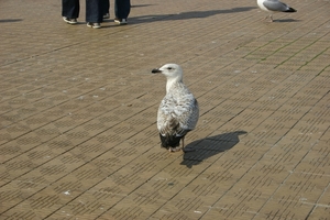 oost 10-5-2009 (58)