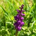 Gevlekte orchis