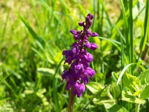 Gevlekte orchis