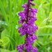 Nog een orchis