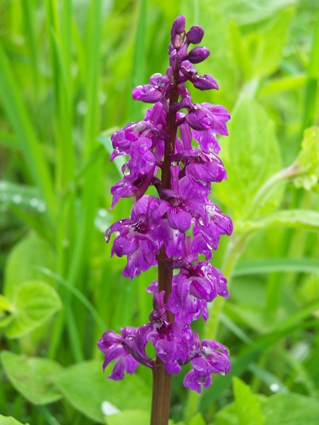 Nog een orchis