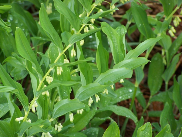 Bloem,plant,voorjaar