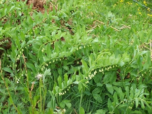 Salomonszegel in het wild