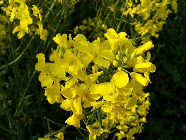 Bloem,veld,geel,honing