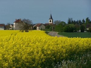 Koolzaad velden