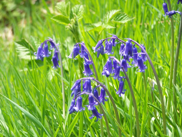 Voorjaar,bloem,blauw
