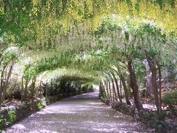 Tuin,Engeland,Wales,bloemen