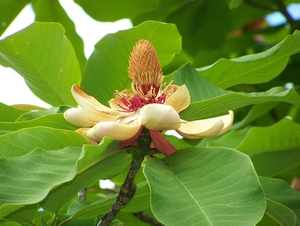 Magnolia