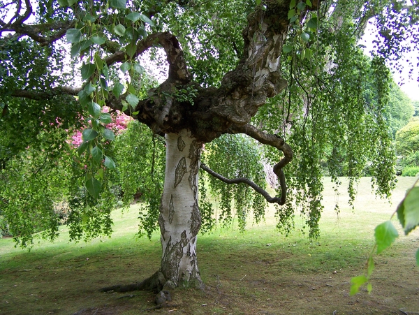 Berk,boom,tuin,Engeland