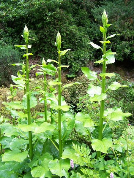 Plant,bloem,tuin,Engeland