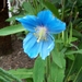 Meconopsis