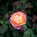 Een van de vele mooie geurende rozen