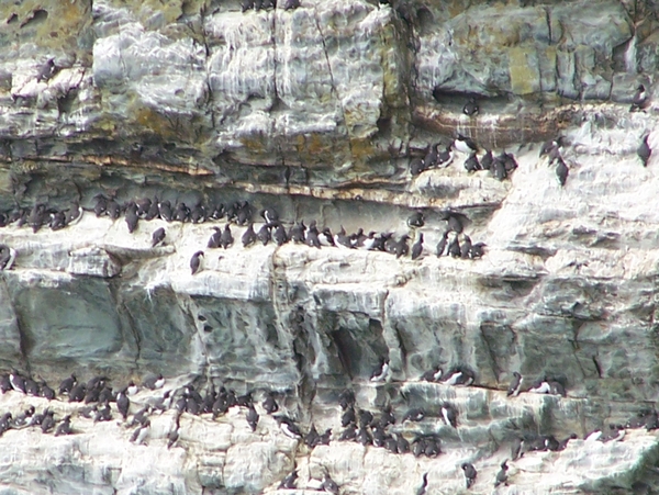 vogels,kust,water,Engeland