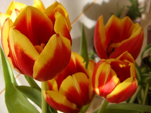 tulpen